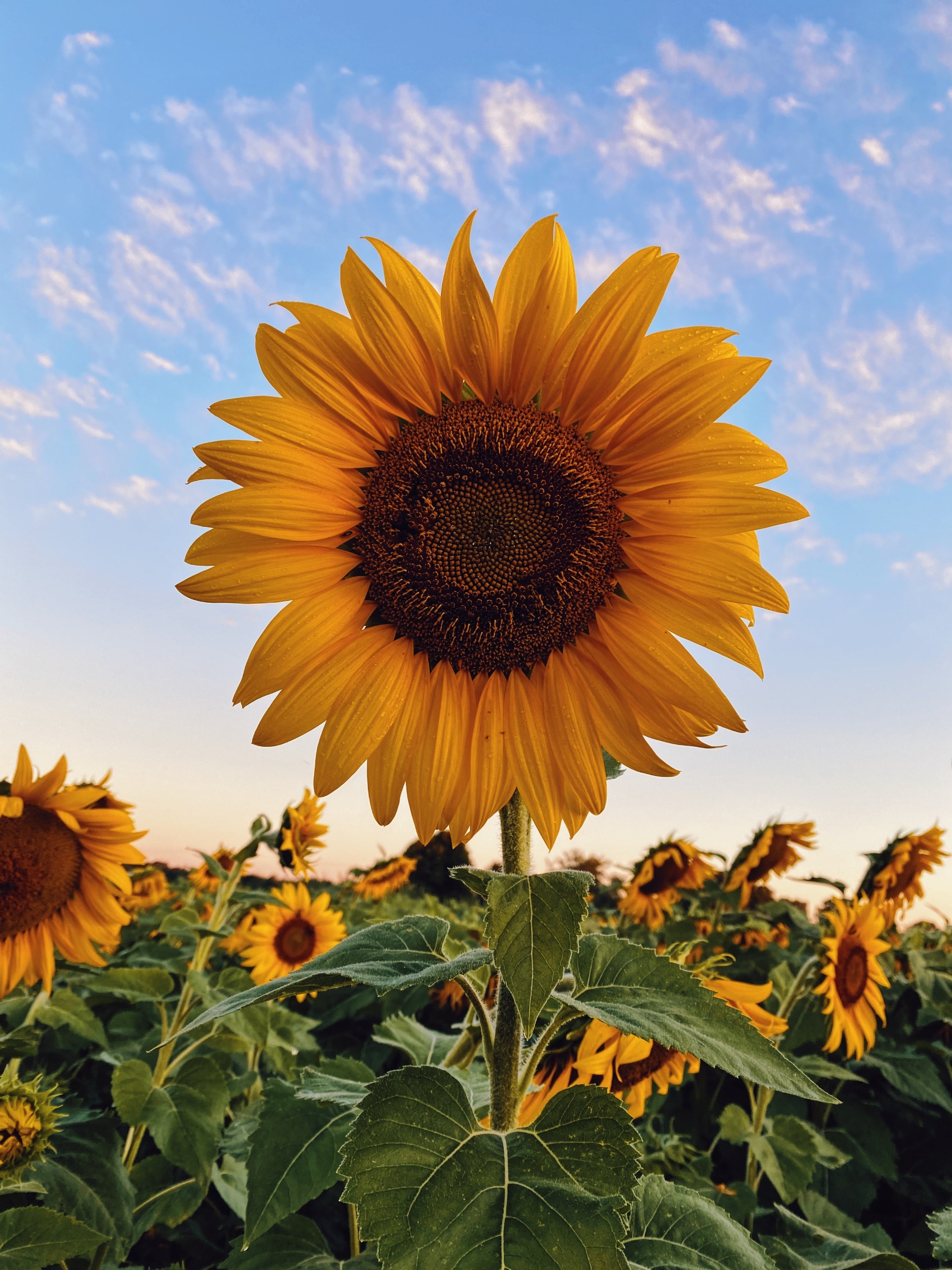 be you unlimited sunflower